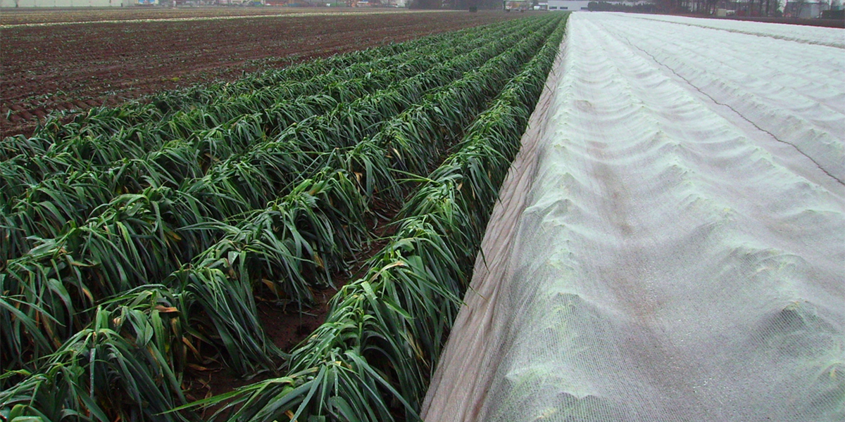 Arrigoni trasforma il campo aperto: tecnologie tessili per coltivazioni più sostenibili